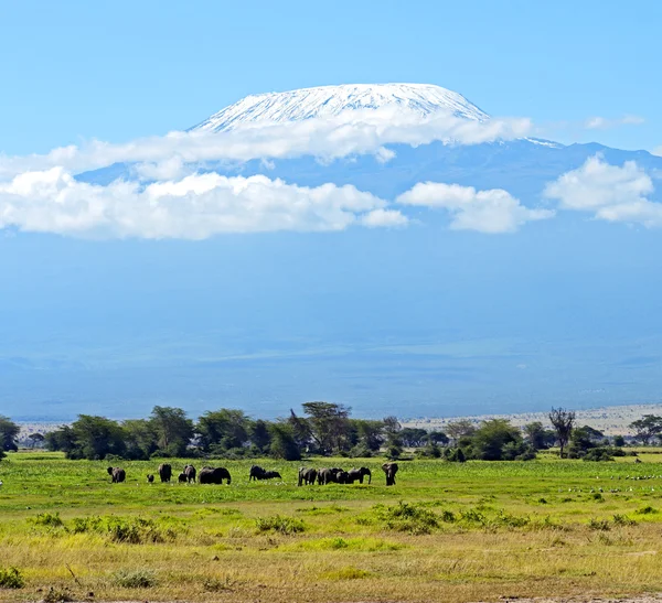 Elefantes Amboseli — Foto de Stock