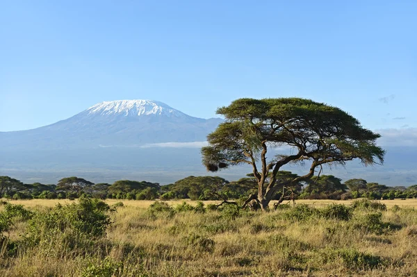 Park narodowy Amboseli — Zdjęcie stockowe