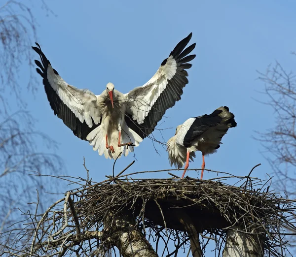 Hvid stork - Stock-foto