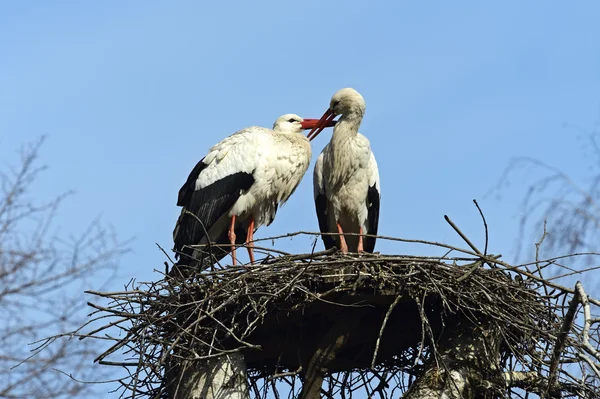 Cigogne blanche — Photo