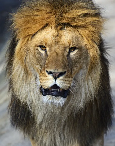 Leão em uma mortalha — Fotografia de Stock