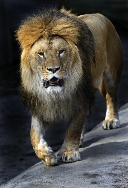 Löwe im Leichentuch Stockbild