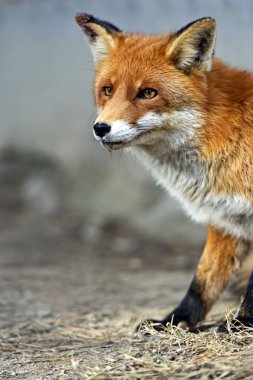 doğal yaşam alanı içinde Fox portre