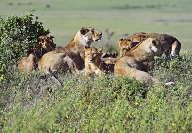 Aslanlar Masai Mara