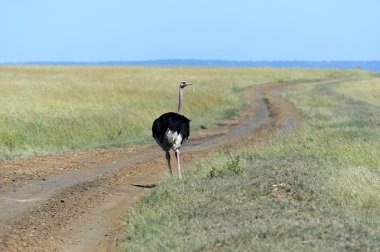 devekuşu