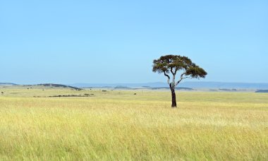Masai Mara