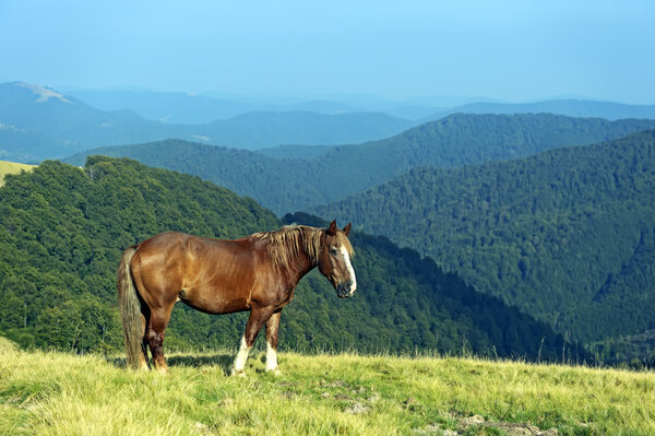 Лошадь на фоне горы
