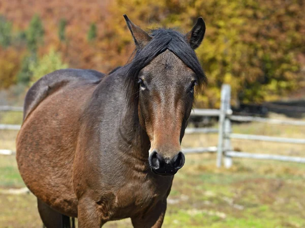 Karpatské koně na farmě — Stock fotografie