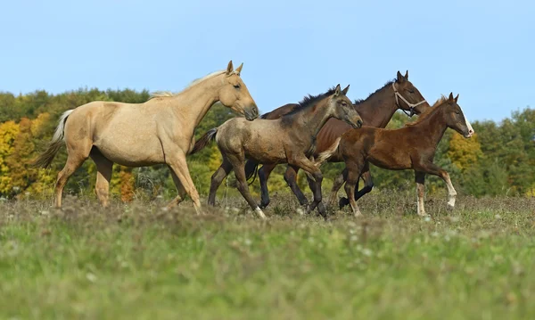 Pferd — Stockfoto