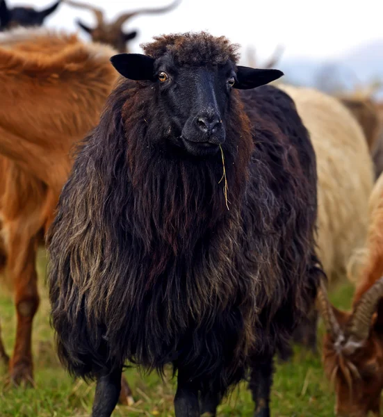 Kudde schapen op een berg grasland — Stockfoto