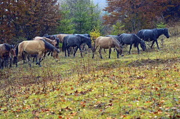 Pferde grasen im Herbst im Wald — Stockfoto