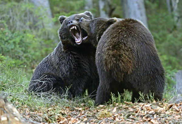 Braunbär — Stockfoto