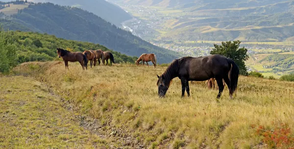 Paard op een achtergrond van berg — Stockfoto