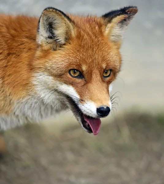 Ritratto Fox in habitat naturale — Foto Stock