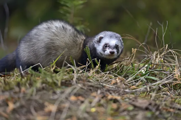 Weasel — Stock fotografie