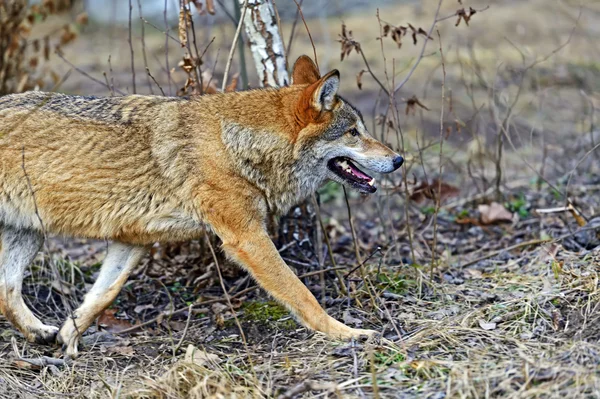 Gray Wolf in the woods — Stock Photo, Image