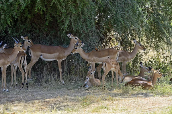Impala gazelle — Stock Photo, Image