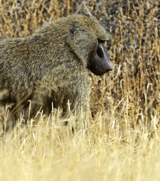 Baboons — Stock Photo, Image