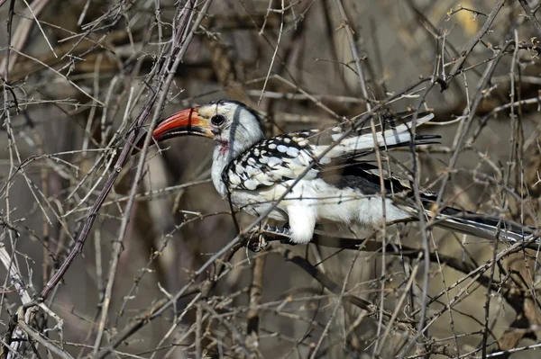 Hornbill-de-bico-vermelho — Fotografia de Stock