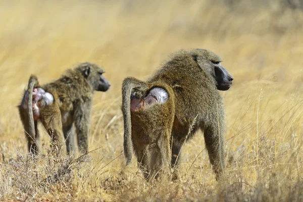 Baboons — Stock Photo, Image