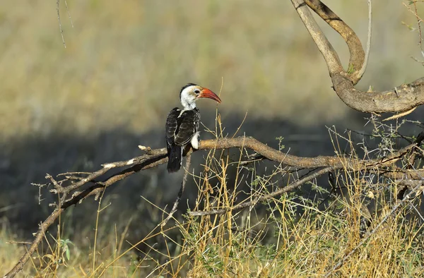 Rotschnabelhornvogel — Stockfoto