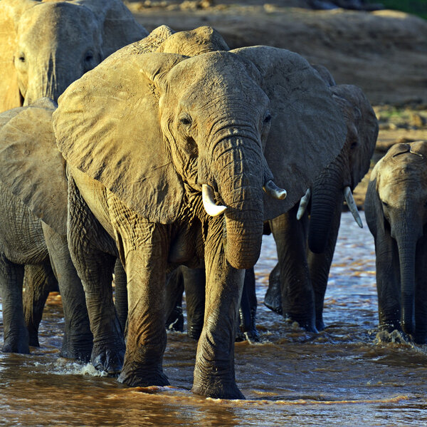 African elephants in their natural habitat. Kenya