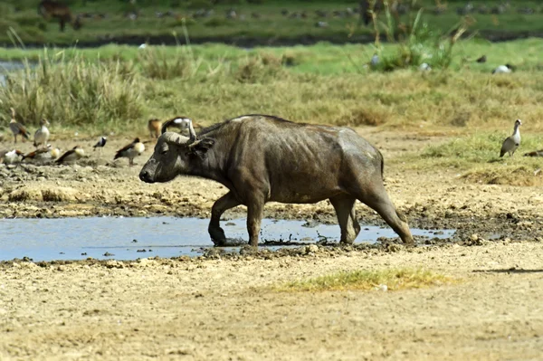 Buffalo — Stock Photo, Image