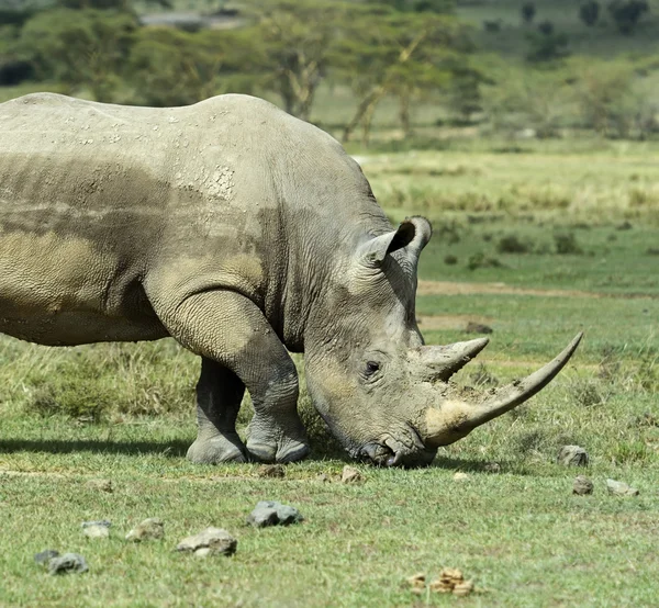 Witte neushoorn — Stockfoto