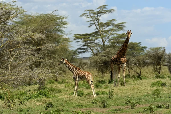 Giraffa — Foto Stock