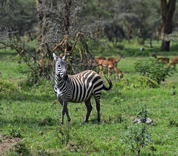 Zebra. — Fotografia de Stock