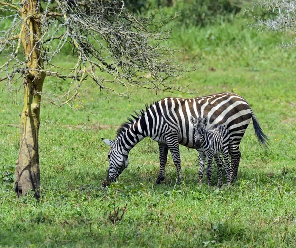 Zebra — Stockfoto