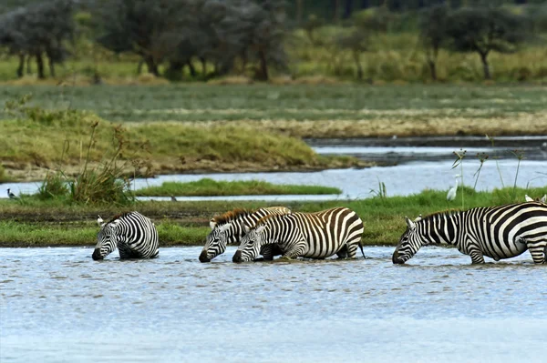 Zebra — Stock Photo, Image