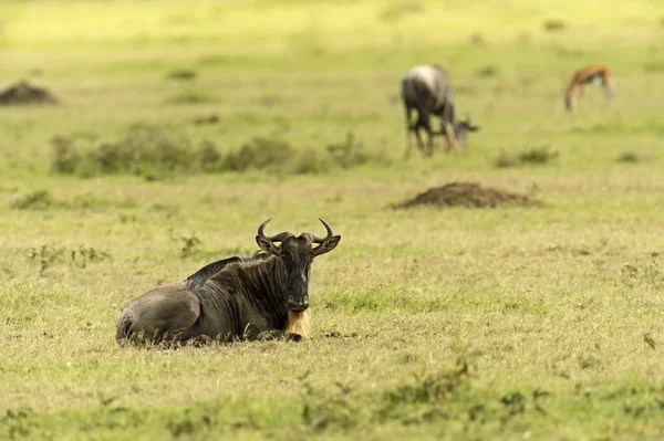 Gnus — Stockfoto