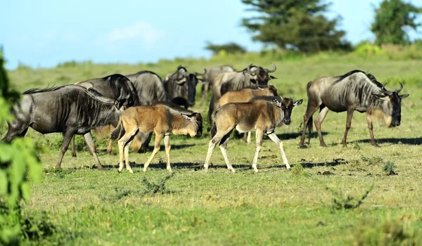 Wildebeest — Stock Photo, Image