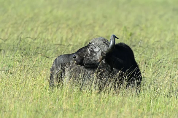 Buffaloes — Stok Foto