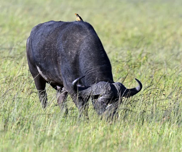 Búfalos — Foto de Stock