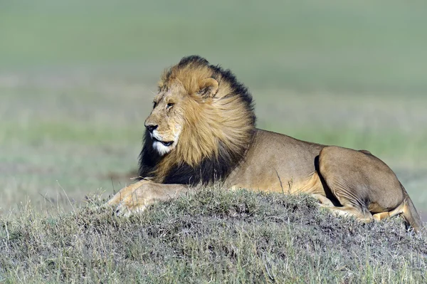 Löwen-Masai-Mara — Stockfoto