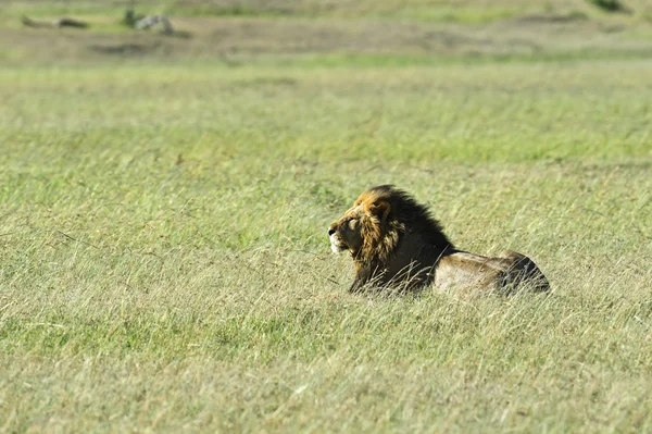 Leones Masai Mara — Foto de Stock