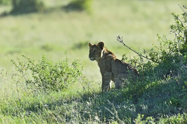 Aslanlar Masai Mara — Stok fotoğraf