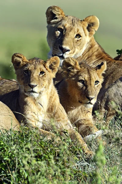 Leones Masai Mara —  Fotos de Stock