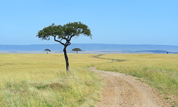 Masai Mara 