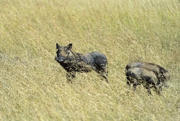 Warthog africano — Foto Stock