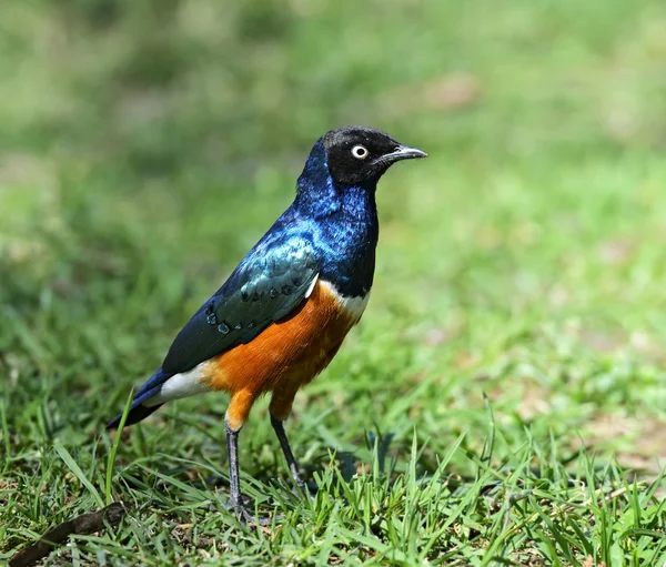 Kleurrijke Driekleurige glansspreeuw — Stockfoto