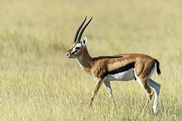 Газель, Грант
