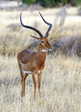 Impala ceylan