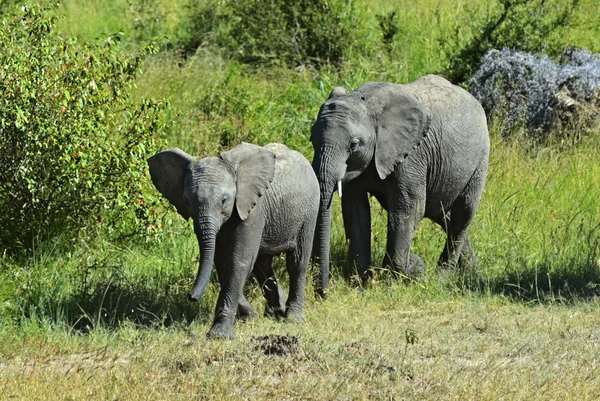 Afrikanische Elefanten — Stockfoto