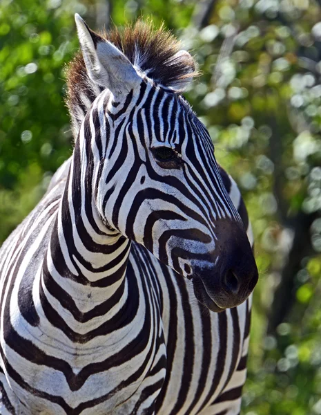 Zebra. — Fotografia de Stock