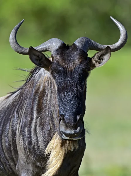 Wildebeest — Stock Photo, Image