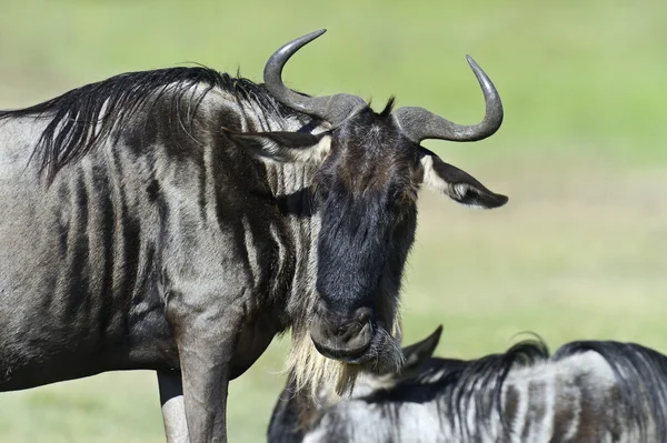 Wildebeest — Stock Photo, Image