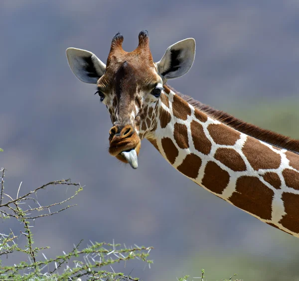 Jirafas africanas — Foto de Stock